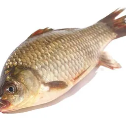 Crucian Cum Carp - AI Chatbot | Dittin AI