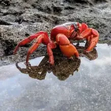 the NSFW AI character Crab's avatar