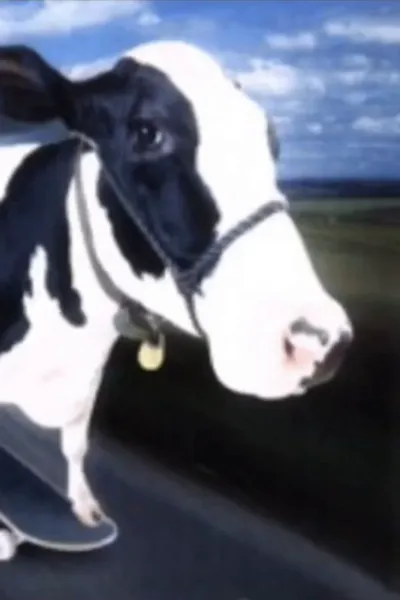 NSFW AI character - Cow on a Skateboard's avatar